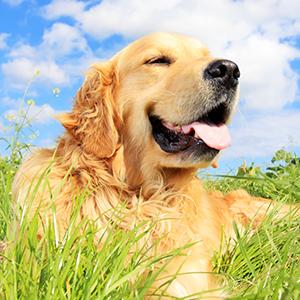 Het Achterschipzakken van de maïszetmeel100% Composteerbare Biologisch afbreekbare Hond, Automaat met Kringloopafvalzak/de Composteerbare Zakken van het Hondafval 2