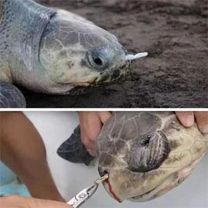 Van de het Maïszetmeel100% OXO Biologisch afbreekbare Composteerbare Matrijs van de Eco de Vriendschappelijke Plastic D2W EPI Maniok Groothandel van de Besnoeiingszakken 2