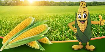 De biologisch afbreekbare beschikbare composteerbare plastic zak en het ma&iuml;szetmeel doen, de vriendschappelijke biologisch afbreekbare composteerbare plastic zak van Eco in zakken 2