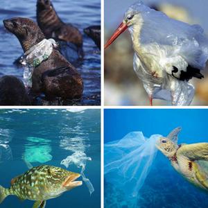 composteerbare vuilniszakken