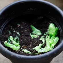 De Theebus Liner, Biologisch afbreekbare Bakvoering, Composteerbare Vuilniszak, Composteerbare Biologisch afbreekbare Voedsel Verpakkingszak van het voedselafval 0