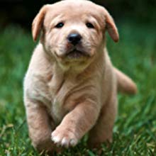 De schoonmakende Veelkleurige Zak van het de Hondachterschip van Eco Vriendschappelijke Biologisch afbreekbare, Huisdierenuitwerpsel het Schoonmaken, Hond Schoonmakende Levering Eco past aan 4