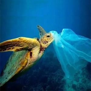 Promotie Goedkope het Afvalzakken van het Douane Milieuvriendelijke Composteerbare Voedsel, zakken van het eco de vriendschappelijke composteerbare biologisch afbreekbare voedsel met 1