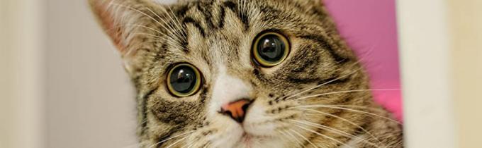 de draagstoelverwijdering van de kattenpot