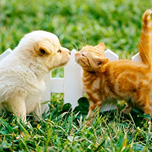 Van de de Zakautomaat van het hondachterschip van het de Hondachterschip van het de Zakhuisdier het Afvalzak, van de de Zak de Openluchthond van het Huisdierenafval Zakken van het de Zakken Biologisch afbreekbare Achterschip Schoonmakende 6