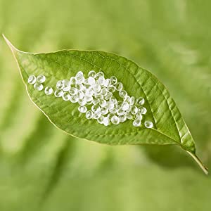 Verschepende de Enveloppenzak van COMPOSTmailers, Veiligheid Postpakket voor Levering, Biologisch afbreekbare Postzak 0