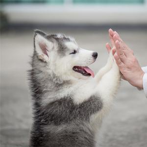 Vult de aarde Vriendschappelijke 4 Broodjes Composteerbaar Doggie-Zakachterschip, Super Dikke en Lekvrije maïszetmeel composteerbare bioeco opnieuw 6
