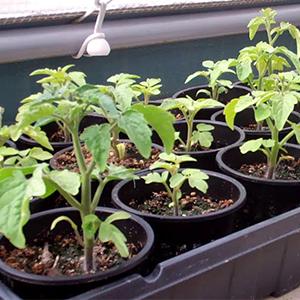 Commerciële Aquaponics-het Groeien van de de Hydrocultuurinstallatie van de Systemen Landbouwserre Binnen Netto de Mand Hydroponic Groente 3