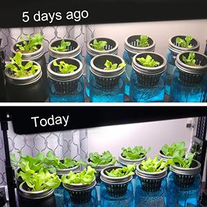 Commerciële Aquaponics-het Groeien van de de Hydrocultuurinstallatie van de Systemen Landbouwserre Binnen Netto de Mand Hydroponic Groente 4