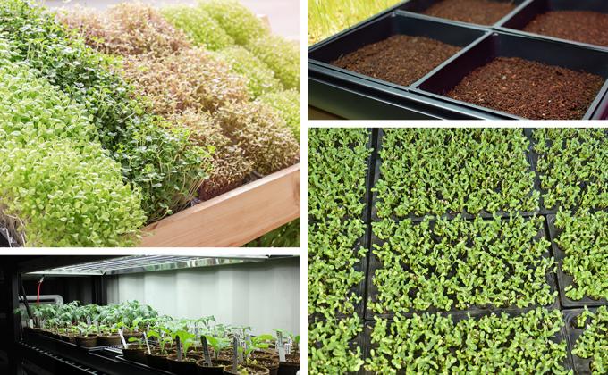 Plastic Bloempotten, Waterblikken, Tuin het Groeien Dienbladen met Afvoerkanaalgaten, Microgreens-Zaaddienblad, Hydroponic Dienbladen, Kinderdagverblijf 4