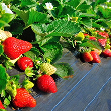 Van het de Barrièrelandschap van het tuinonkruid het Blok van het de Stoffen Duurzame & Op zwaar werk berekende Onkruid het Tuinieren Mat, Gemakkelijke Opstelling & Superieure Onkruidcontrole 3