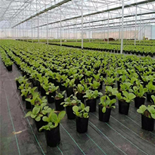 Van het de Barrièrelandschap van het tuinonkruid het Blok van het de Stoffen Duurzame & Op zwaar werk berekende Onkruid het Tuinieren Mat, Gemakkelijke Opstelling & Superieure Onkruidcontrole 4